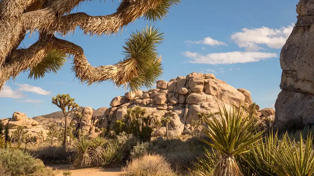 Joshua Trees zwischen großen Granitfelsen im Joshua Tree Nationalpark