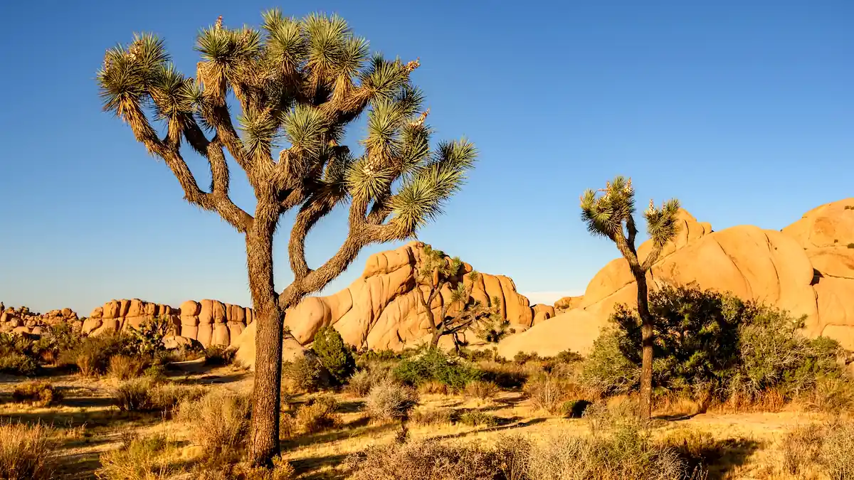 Joshua Trees und große Granitfelsen im Joshua Tree Nationalpark
