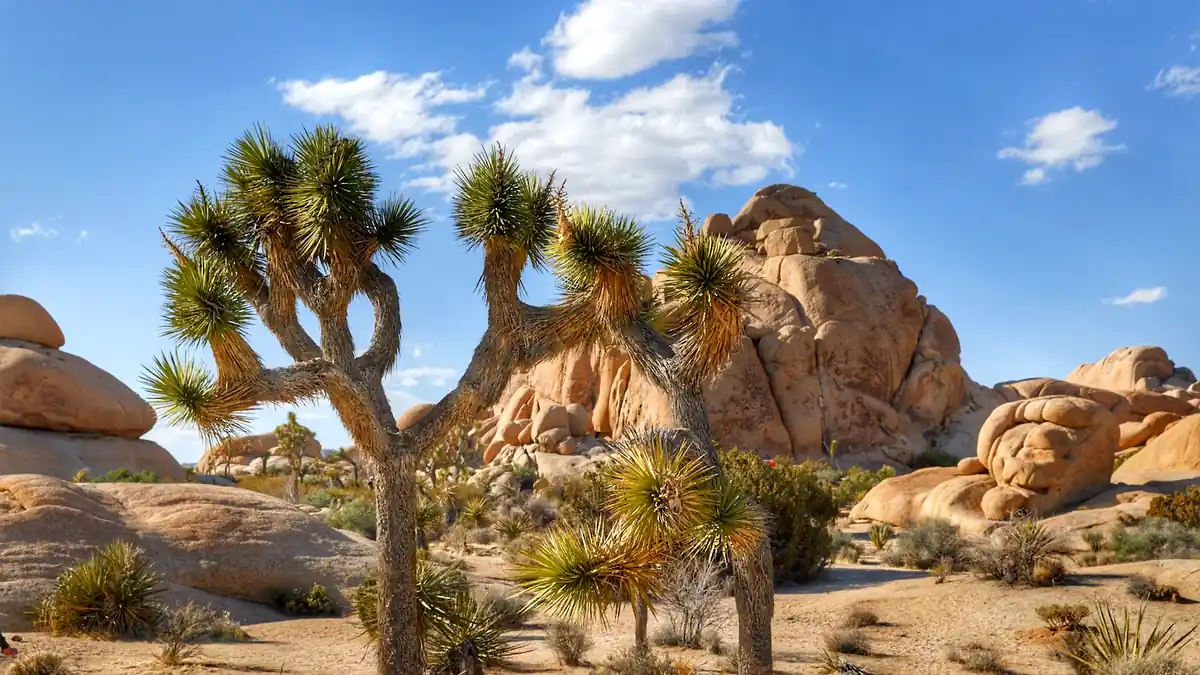 Joshua Trees vor einer Granitfelslandschaft im Joshua Tree Nationalpark
