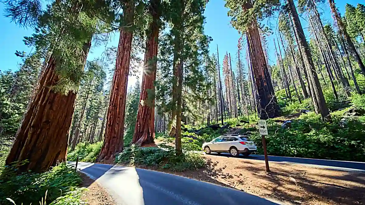 Weißer Mietwagen-SUV auf einer Straße durch den Sequoia-Nationalpark in Kalifornien