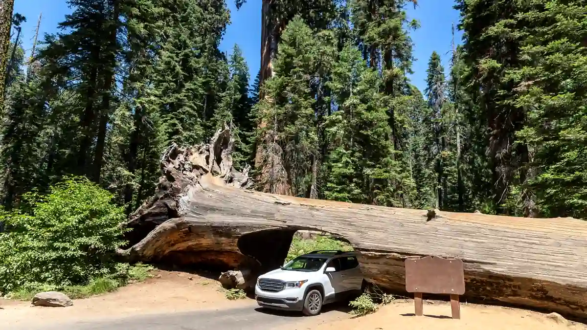 Mietwagen am Tunnel Log im Sequoia Nationalpark