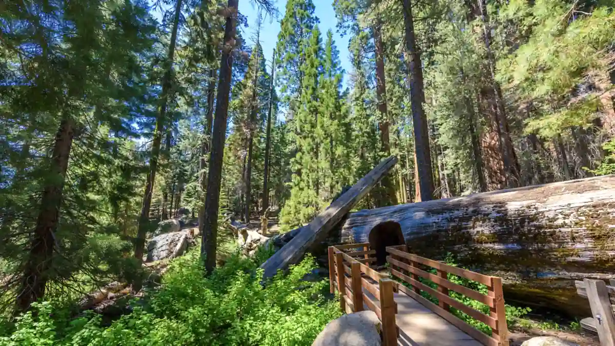 Weg durch den Wald im Sequoia Nationalpark nahe Tunnel Log