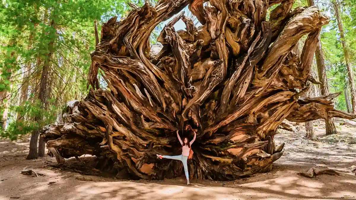 Wurzeln eines umgestürzten Riesenmammutbaums im Sequoia Nationalpark