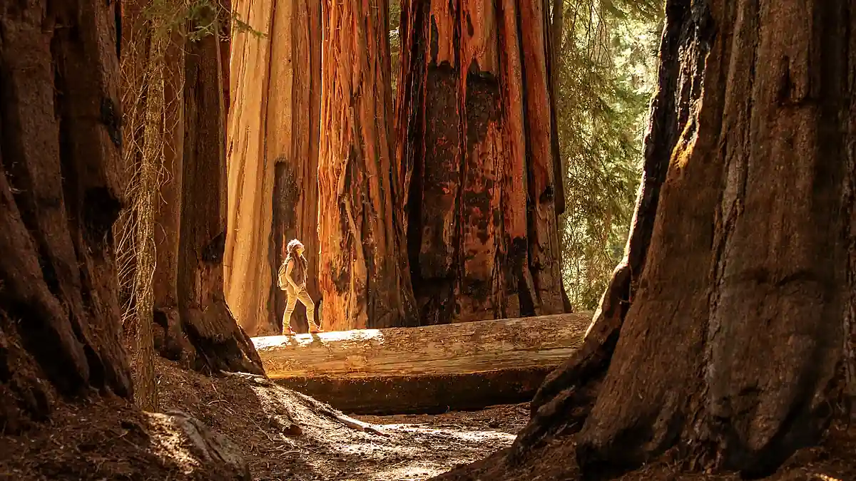 Wanderer zwischen hohen Riesenmammutbäumen im Sequoia Nationalpark